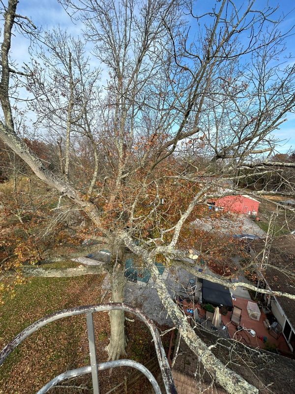 Tree Removal
