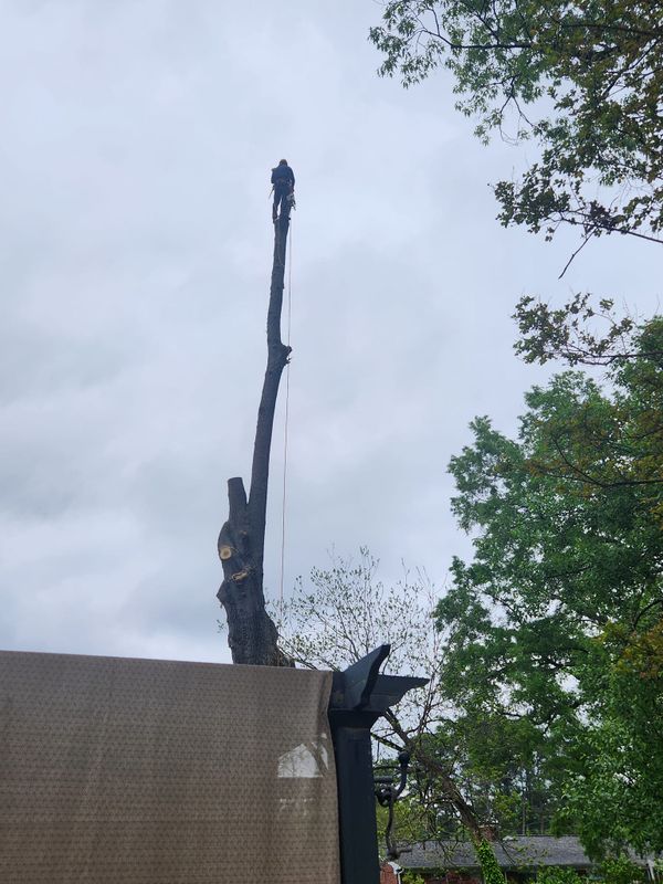 Tree Service