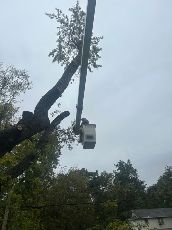 Tree Trimming