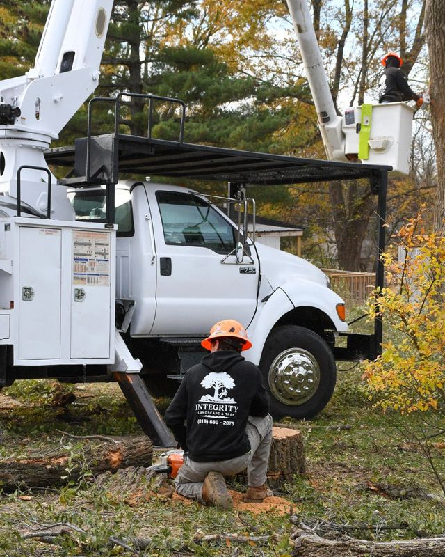 Tree Removal