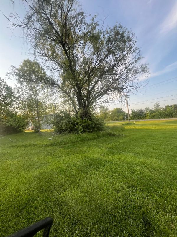 Spring and Fall Cleanup