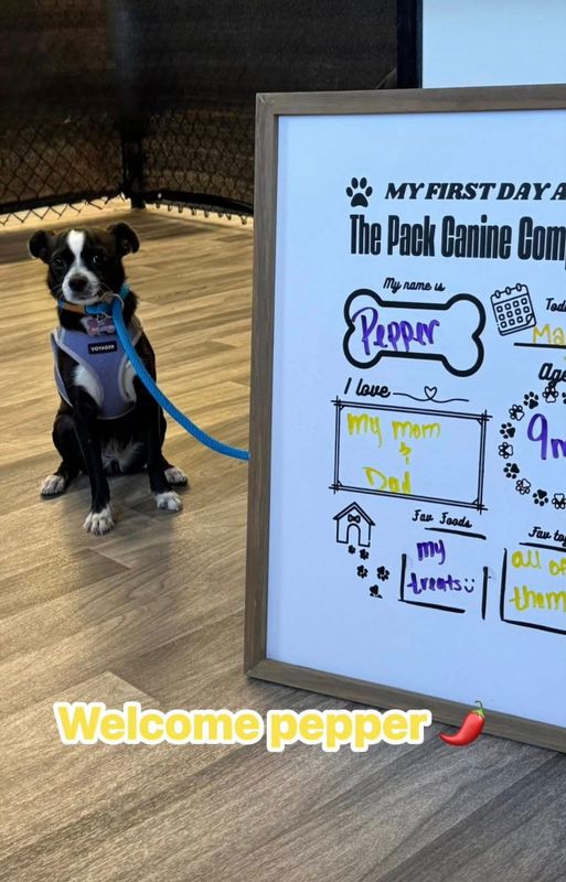 Open Play Daycare