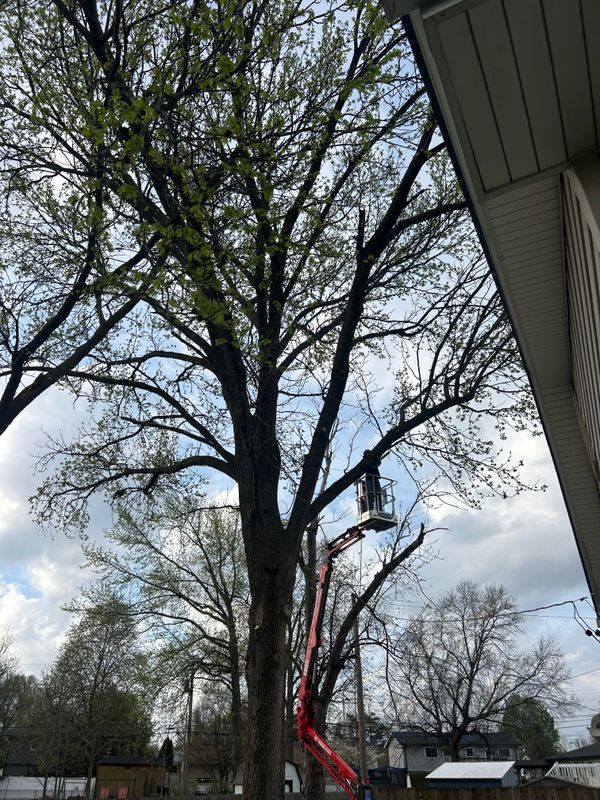 Tree Removal