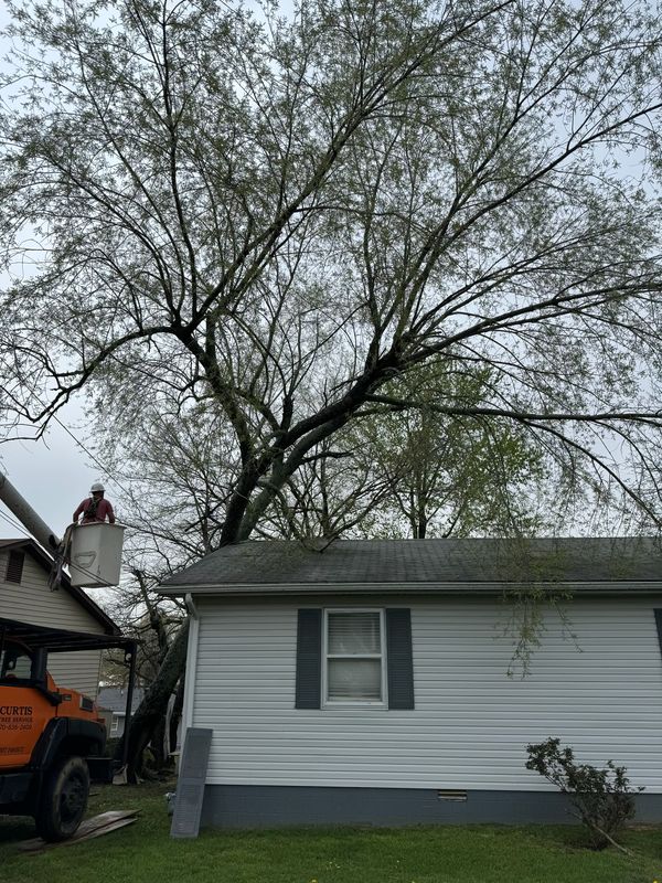 Tree Trimming