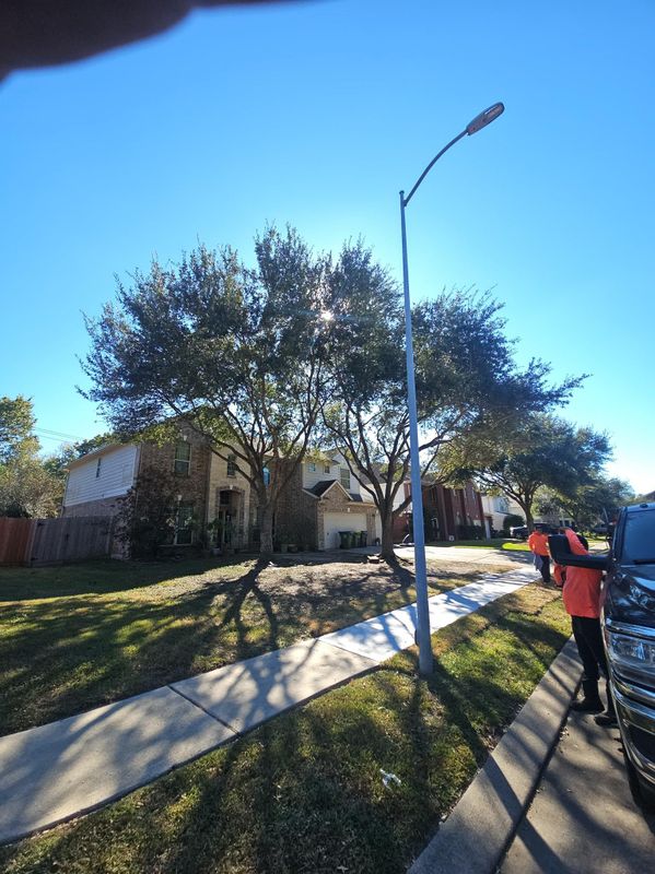 Tree Trimming