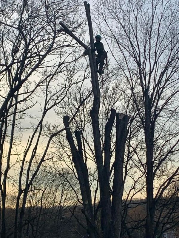 Tree Removal gallery