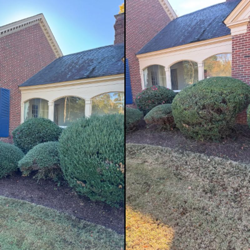 trimming shrubs/small trees