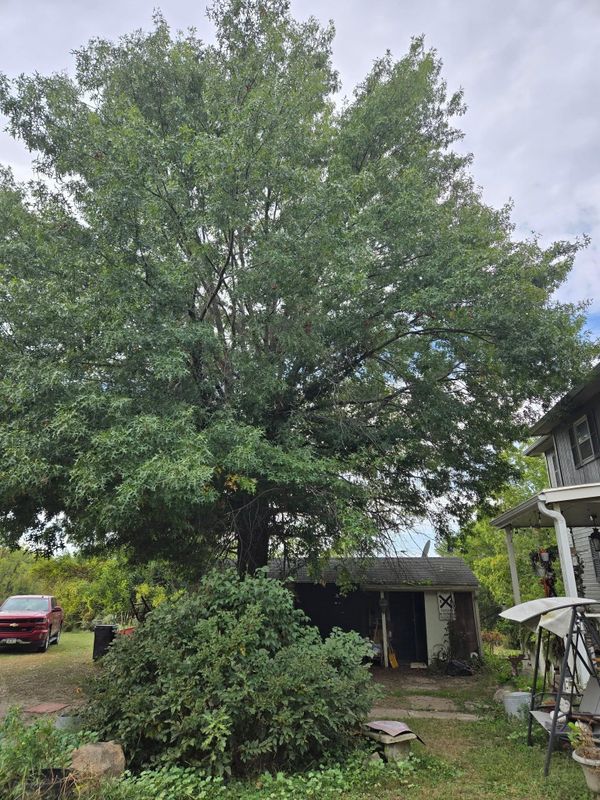 Tree Trimming