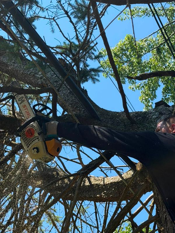 Tree Trimming
