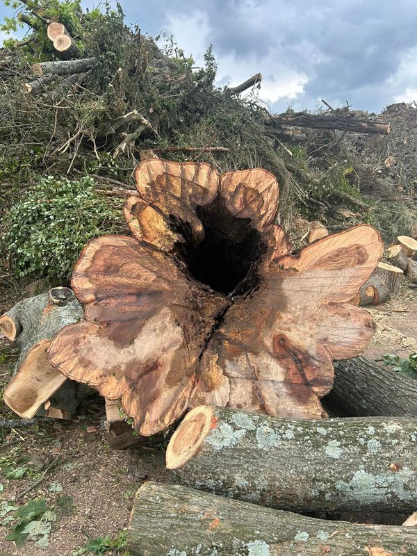Tree Removal