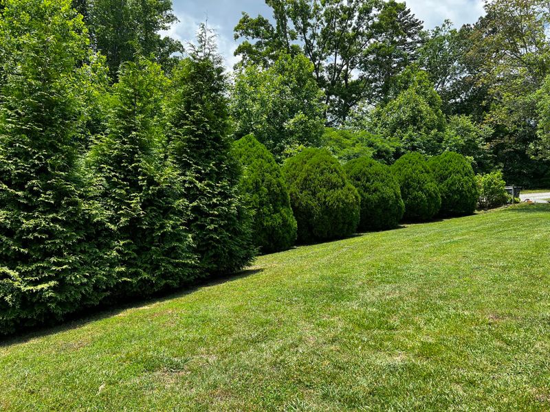 Tree Removal gallery