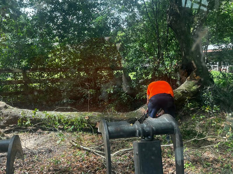 Tree Removal gallery