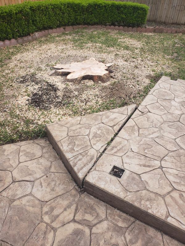 Tree Removal