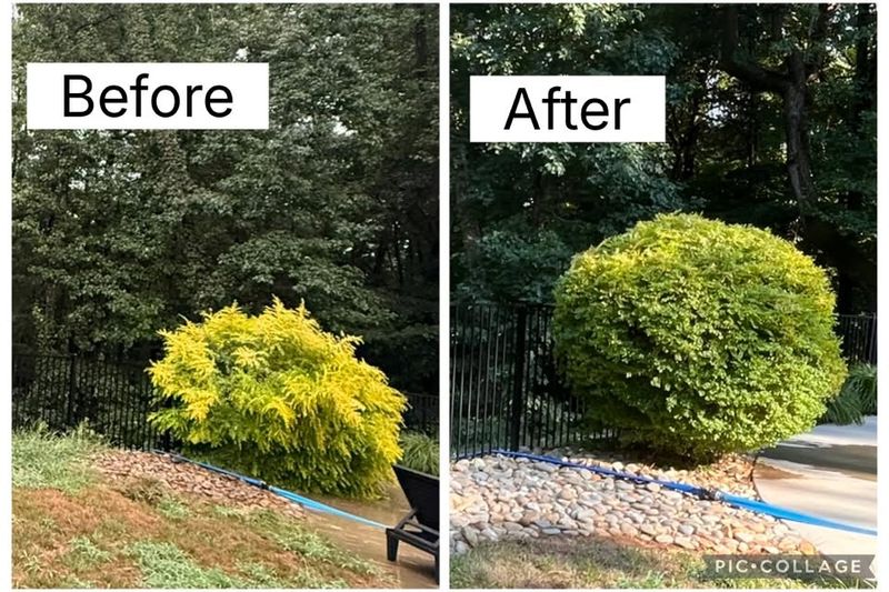 Hedge Trimming