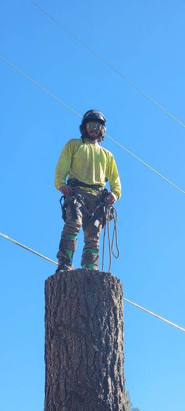 Tree Services