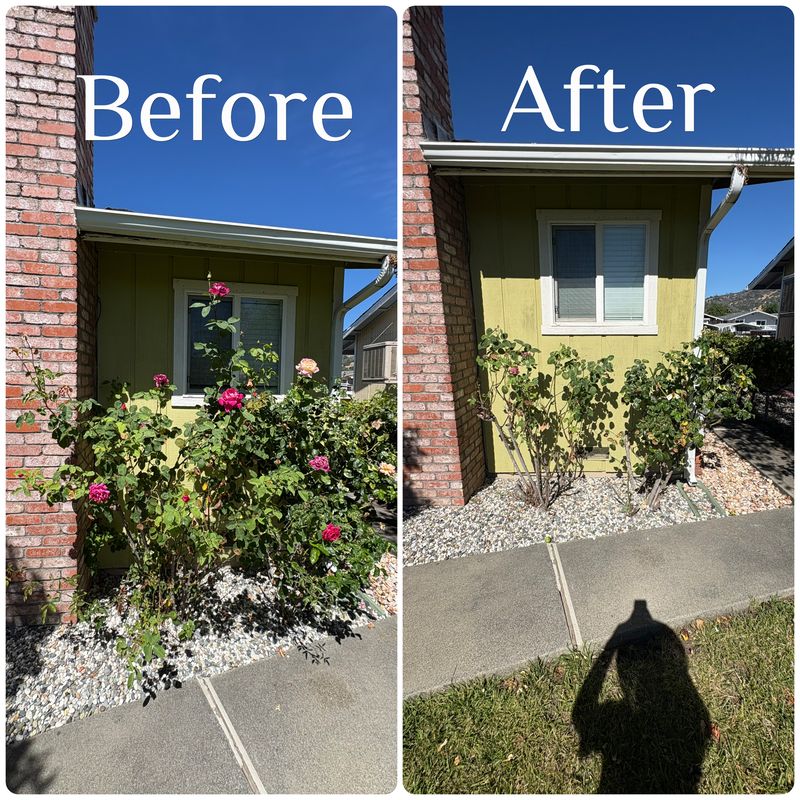 Tree & Shrub Care