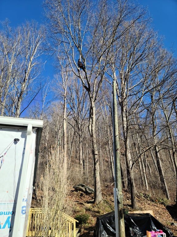 Tree Services