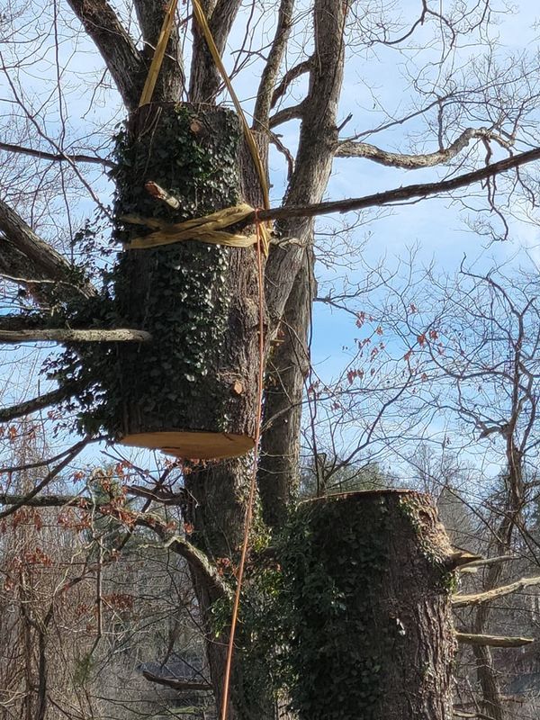 Tree Services