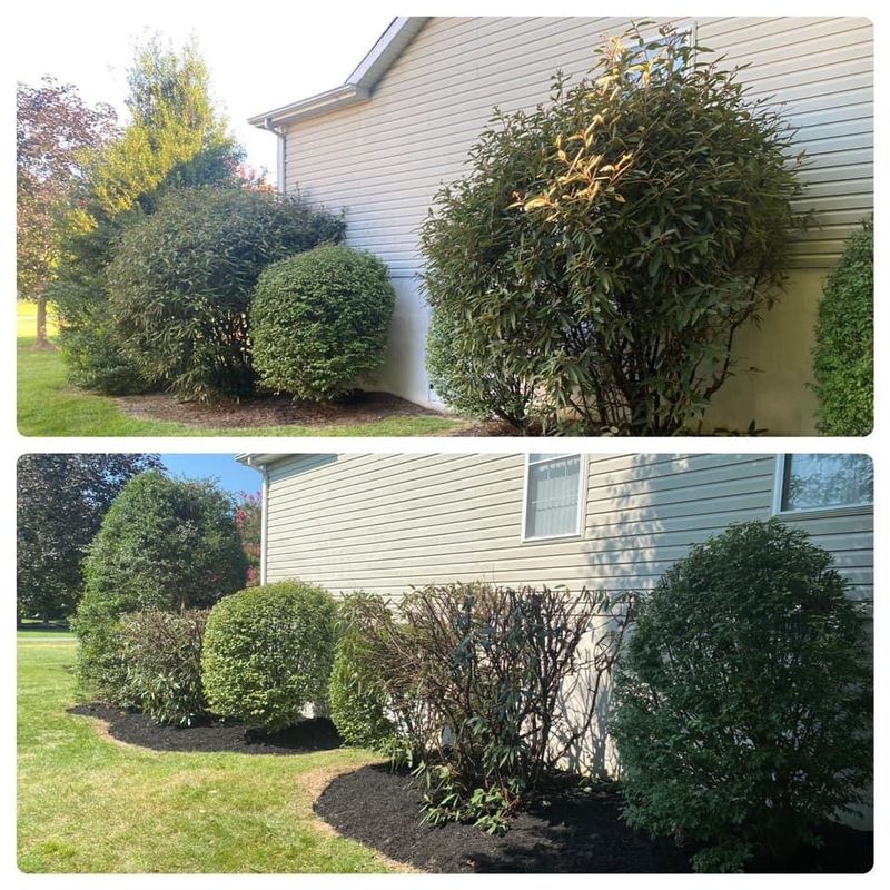 Shrub Trimming