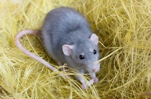 Rodent Control