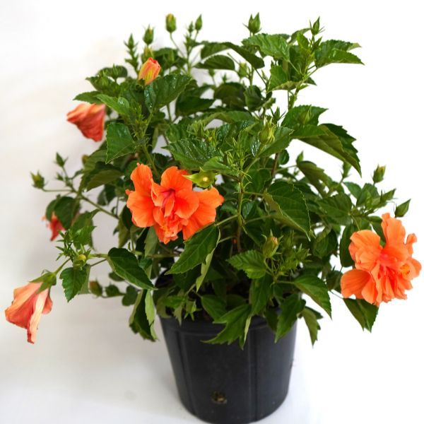 Plant and tree list