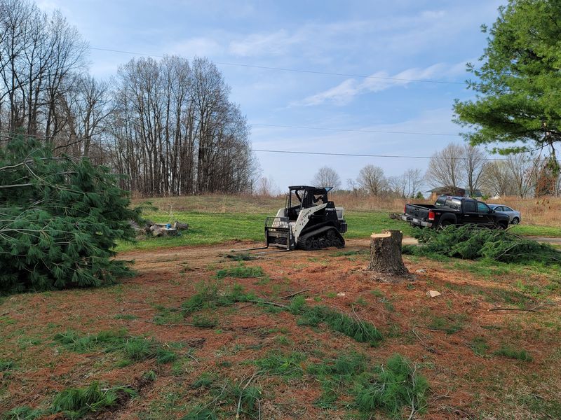 Tree Removal