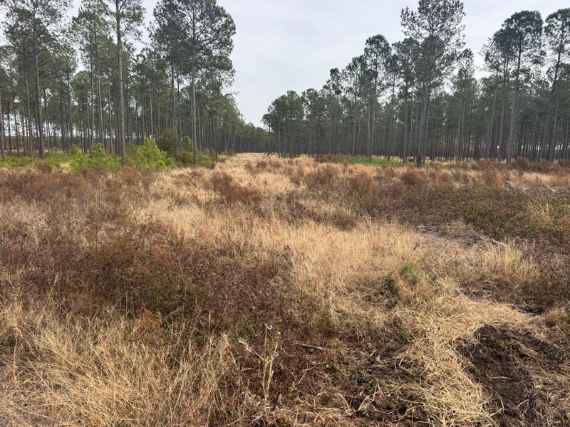Forestry Mulching