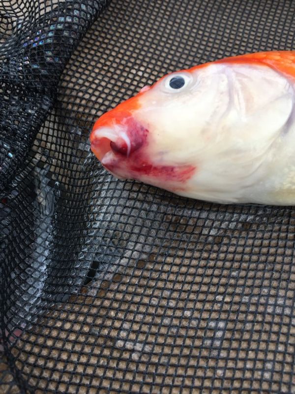 Koi Health