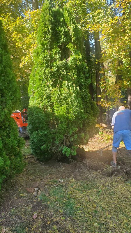 Shrub Trimming