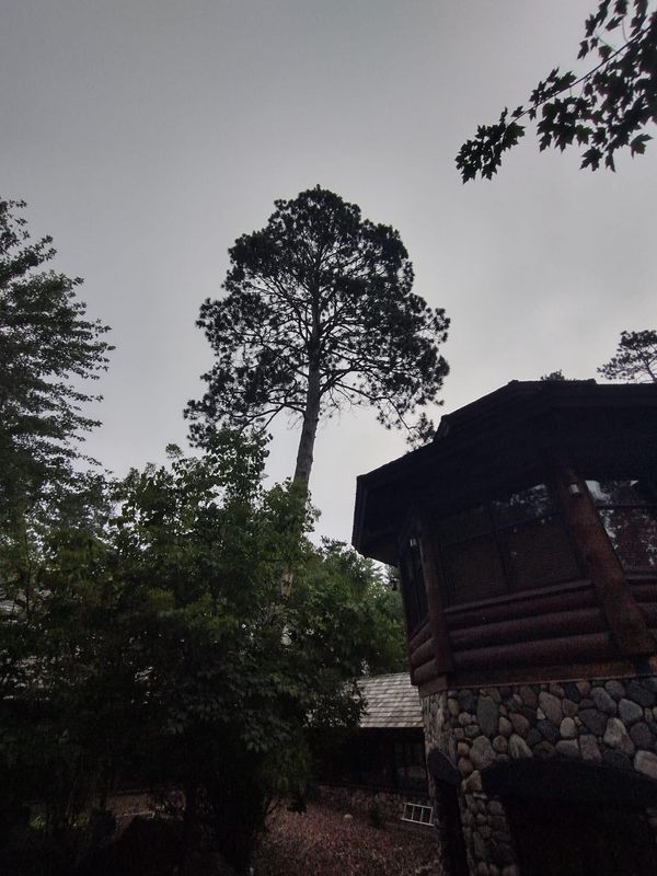 Tree Removal / Service
