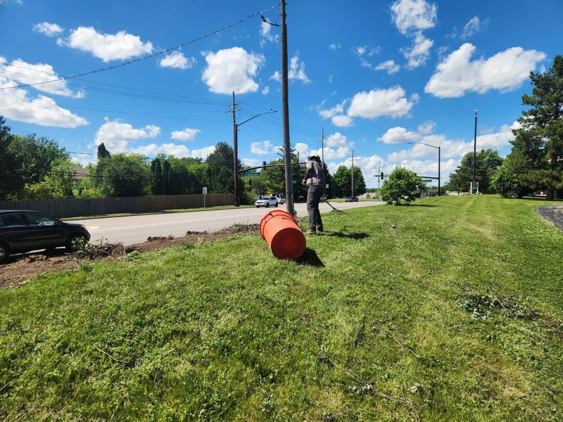Tree Trimming
