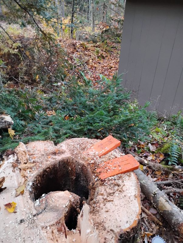 Tree Removal gallery