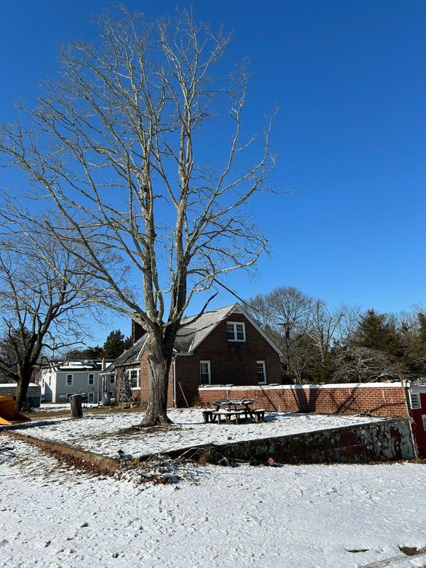 Tree Trimming