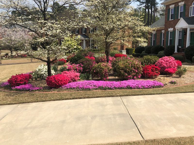 Shrub Care