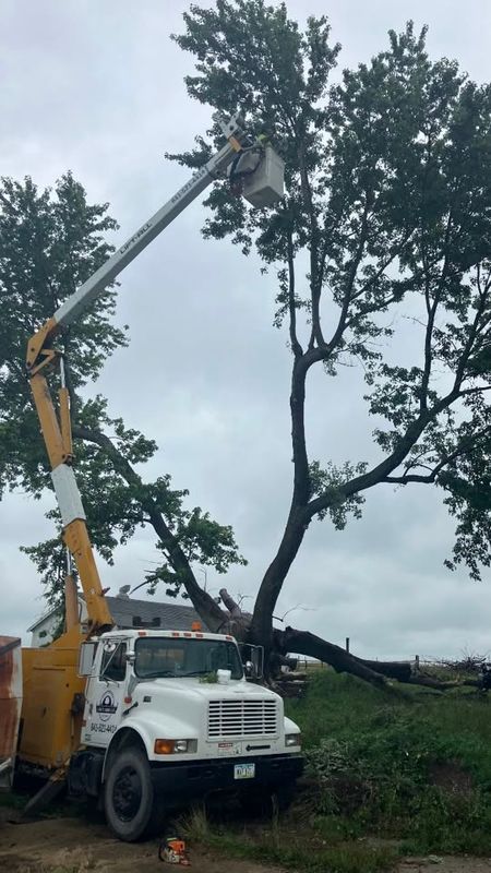 Tree Trimming