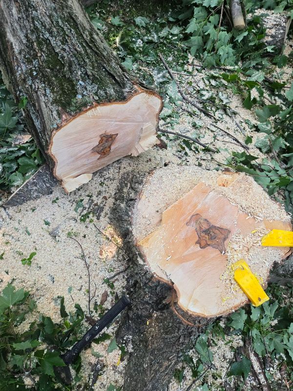 Tree Removal