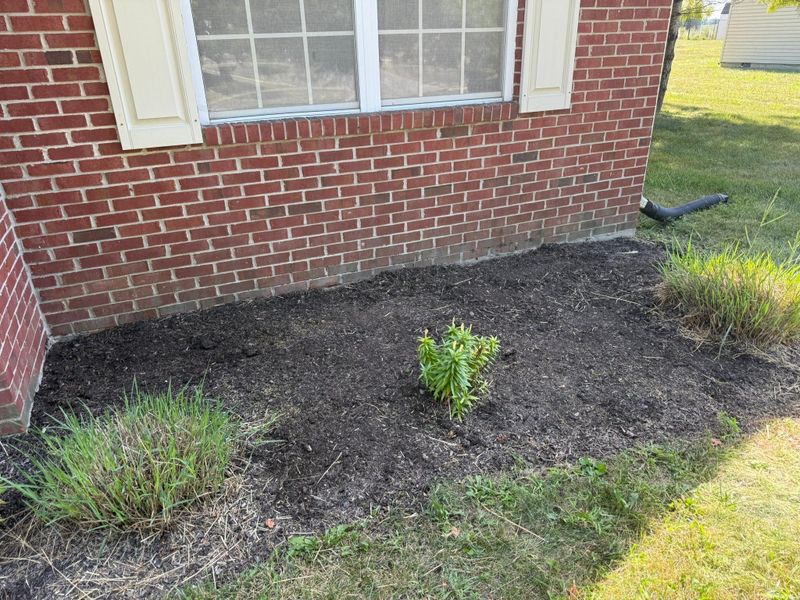 Shrub Trimming