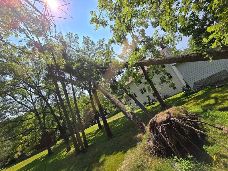 Tree Removal