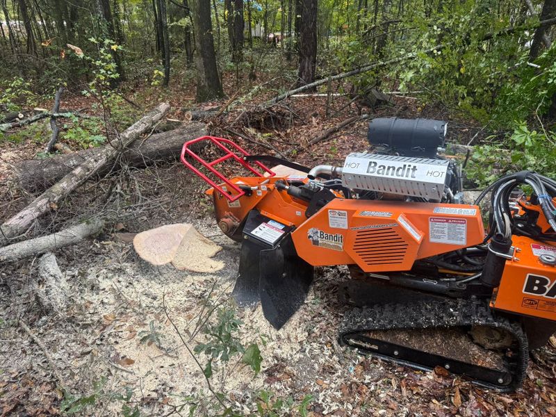 Stump Grinding gallery