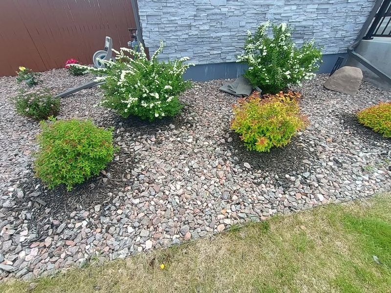 Tree & Shrub Care