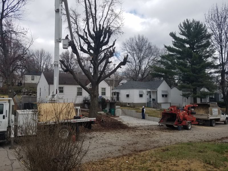 Tree Trimming and Pruning