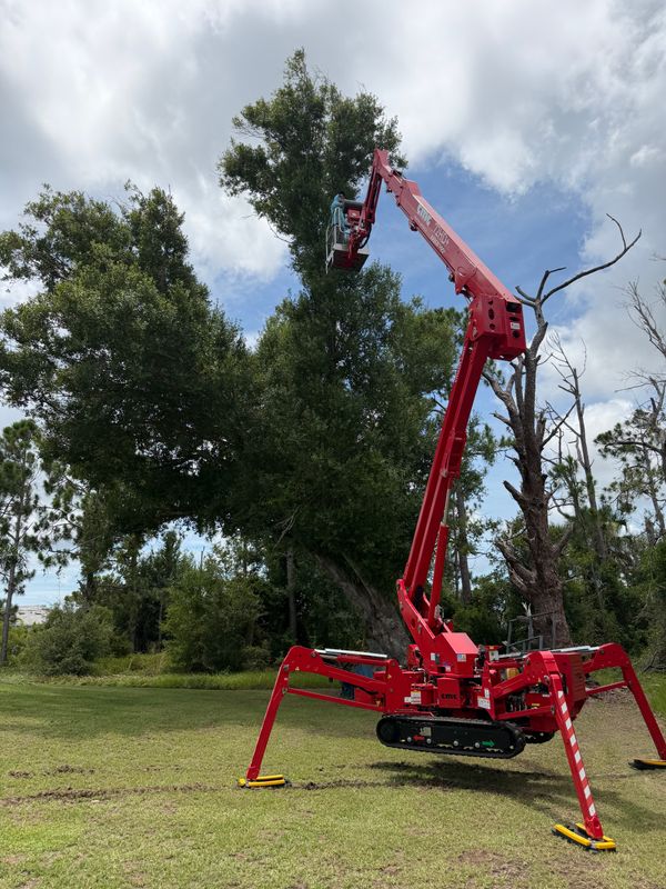 Tree Trimming