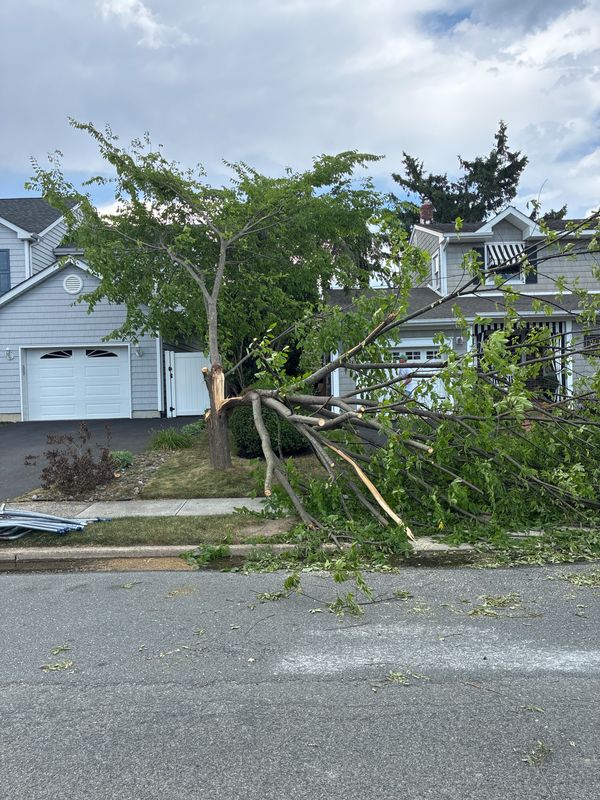 Tree & Shrub Care