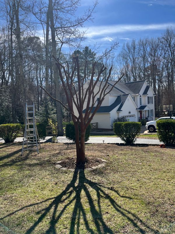 Shrub and tree Trimming