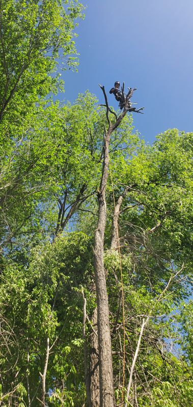 Tree Services