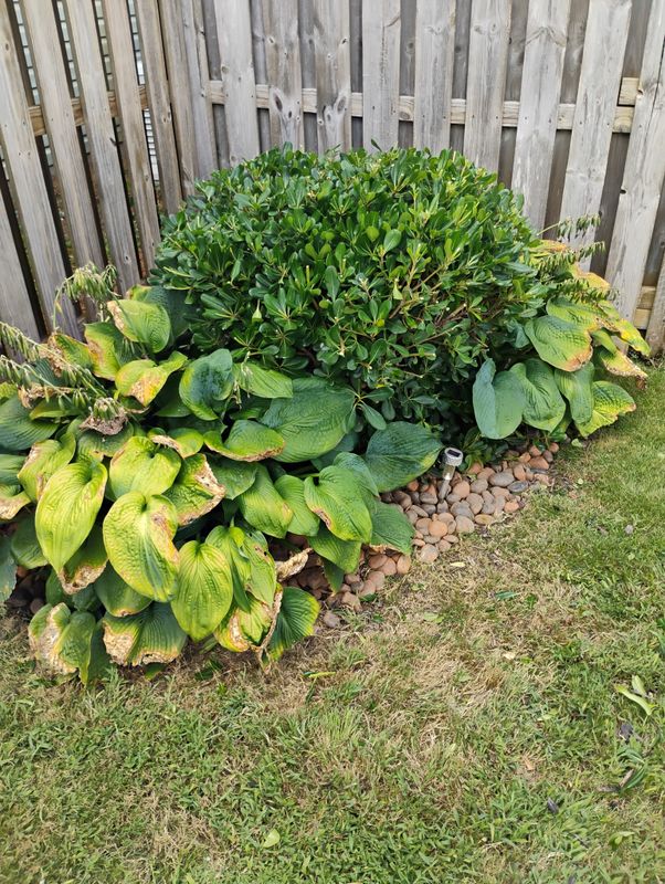 Flowerbed Maintenance