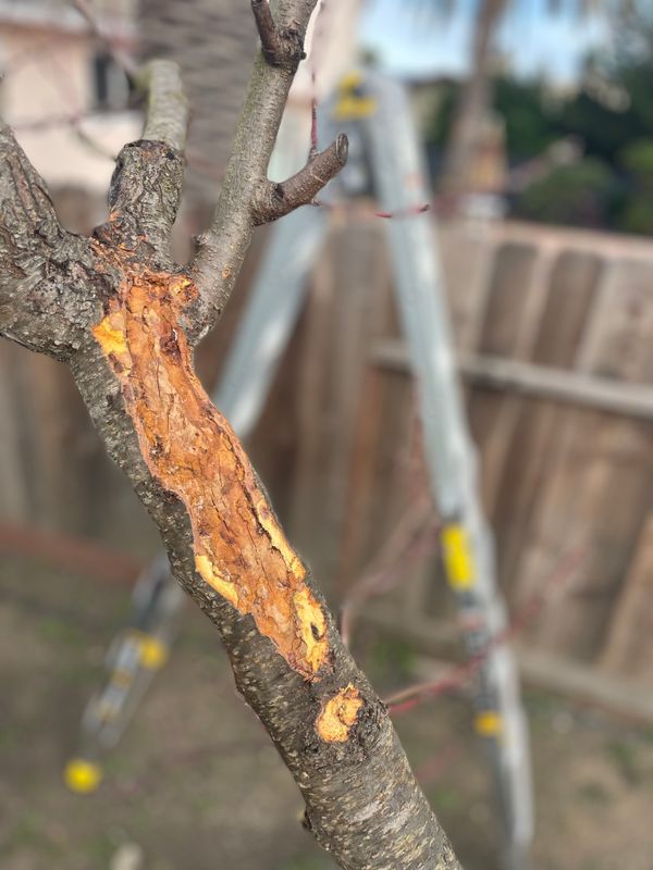 Tree Health and Maintenance