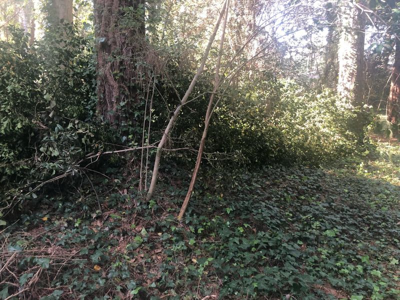 Forestry Mulching
