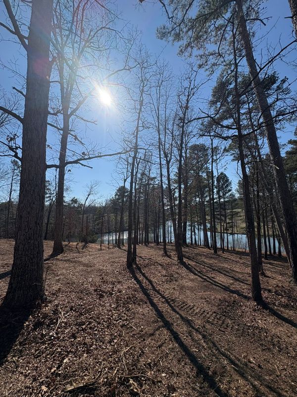 Forestry Mulching
