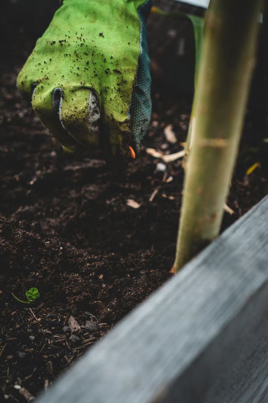 Tree & Shrub Care